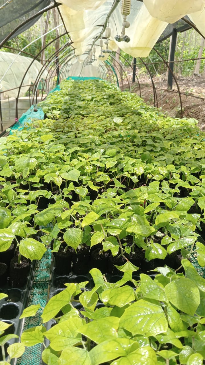 Producción de clones de melina en vivero Campo Alegre en San Juan de Urabá, Antioquia