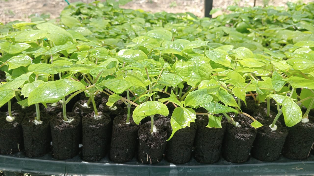 Plántulas clonales de melina en vivero forestal
