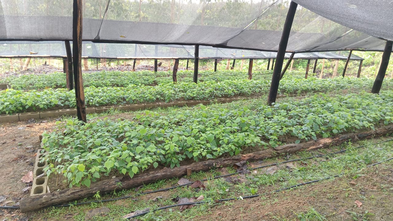 Proceso de producción de clones de melina en vivero forestal
